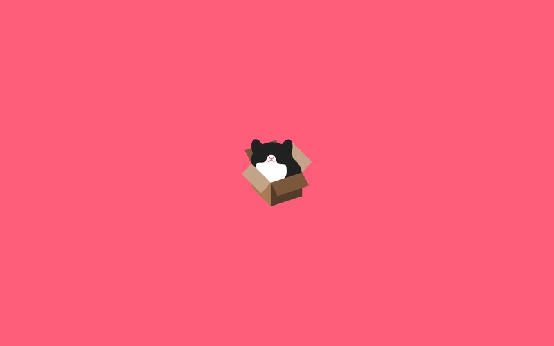 Black and White Cat in Box — Pink