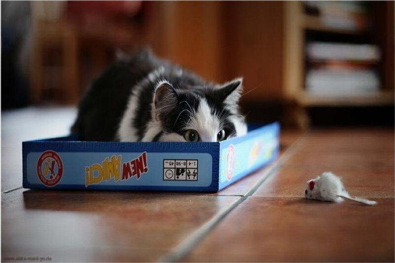 Black and White Cat in Box