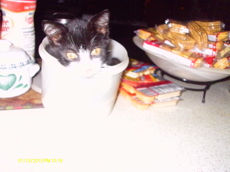 Black and White Cat in Cup