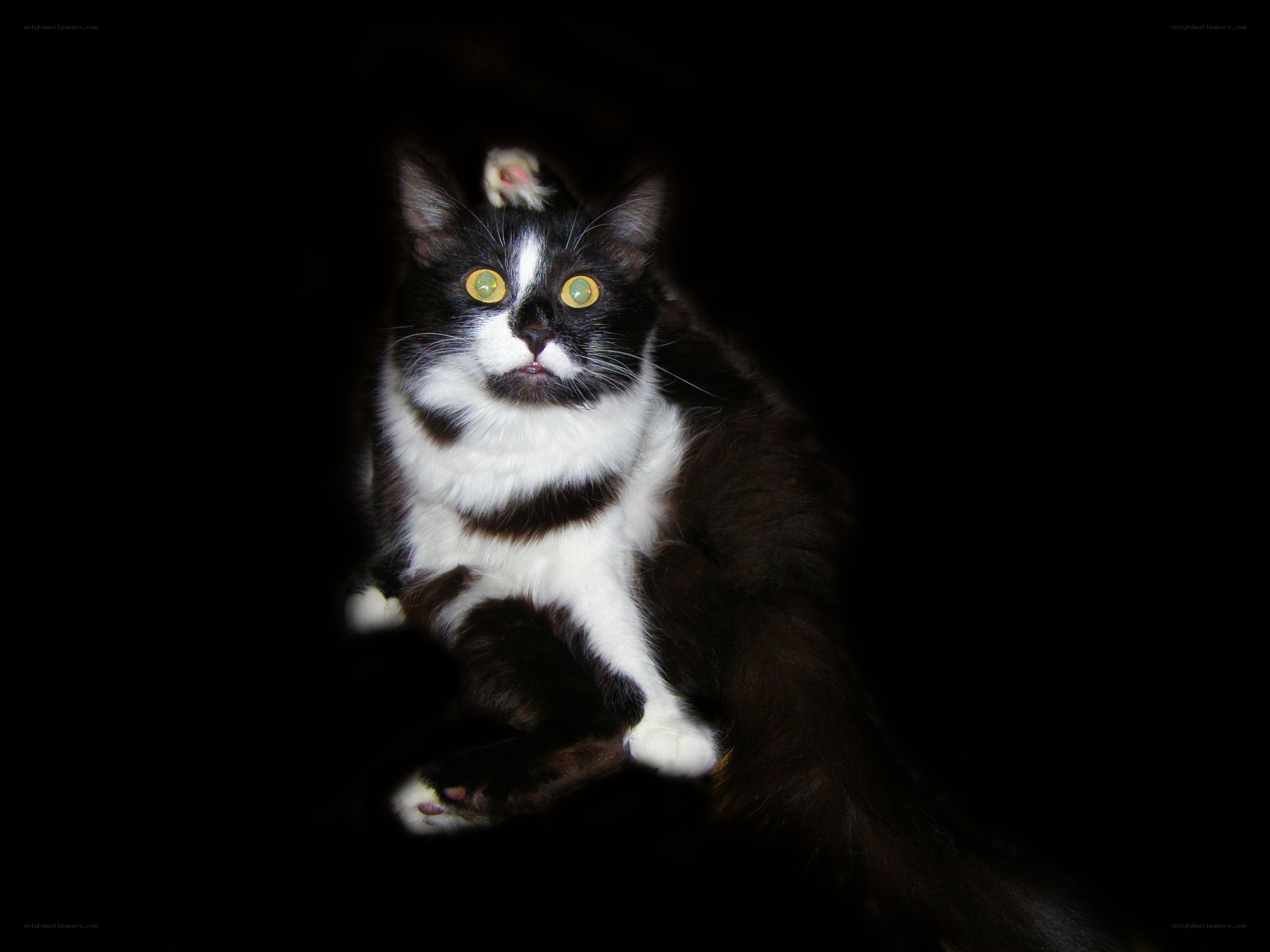black and white cat in dark
