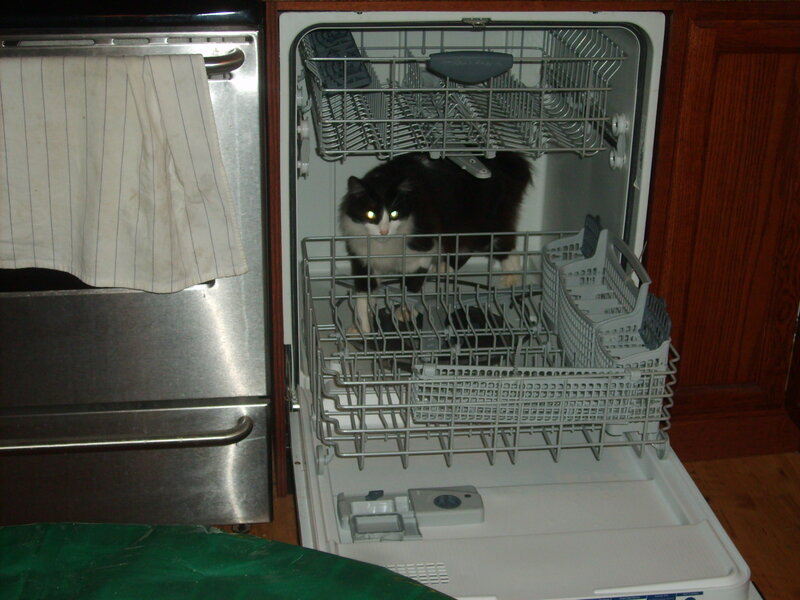 Black and White Cat in Dishwasher
