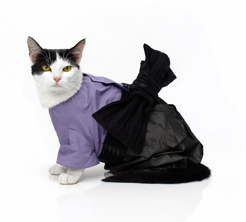 Black-and-white Cat in Dress