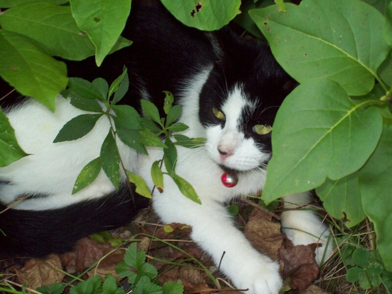 Black and white cat in foliage