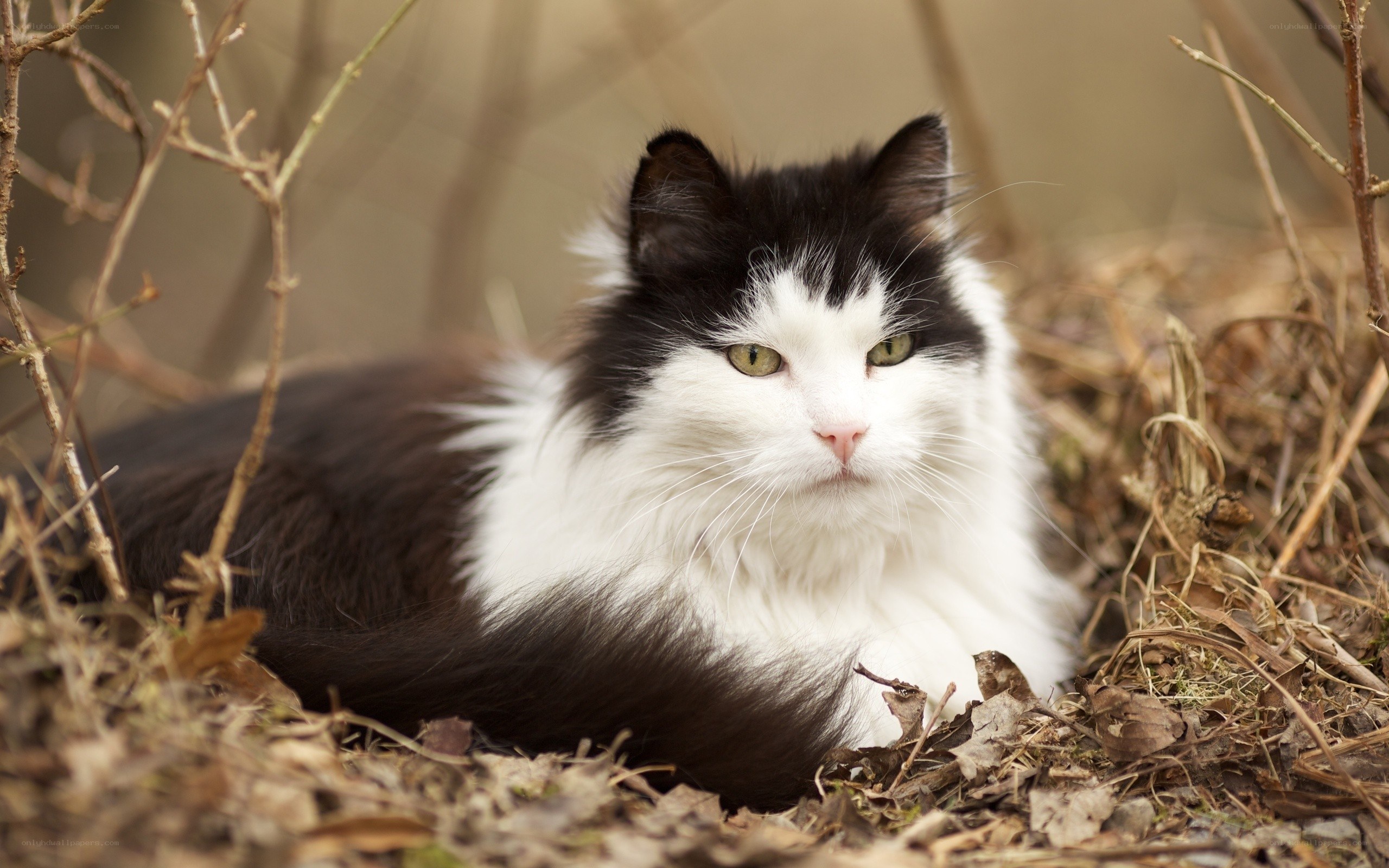 black and white cat in foliage