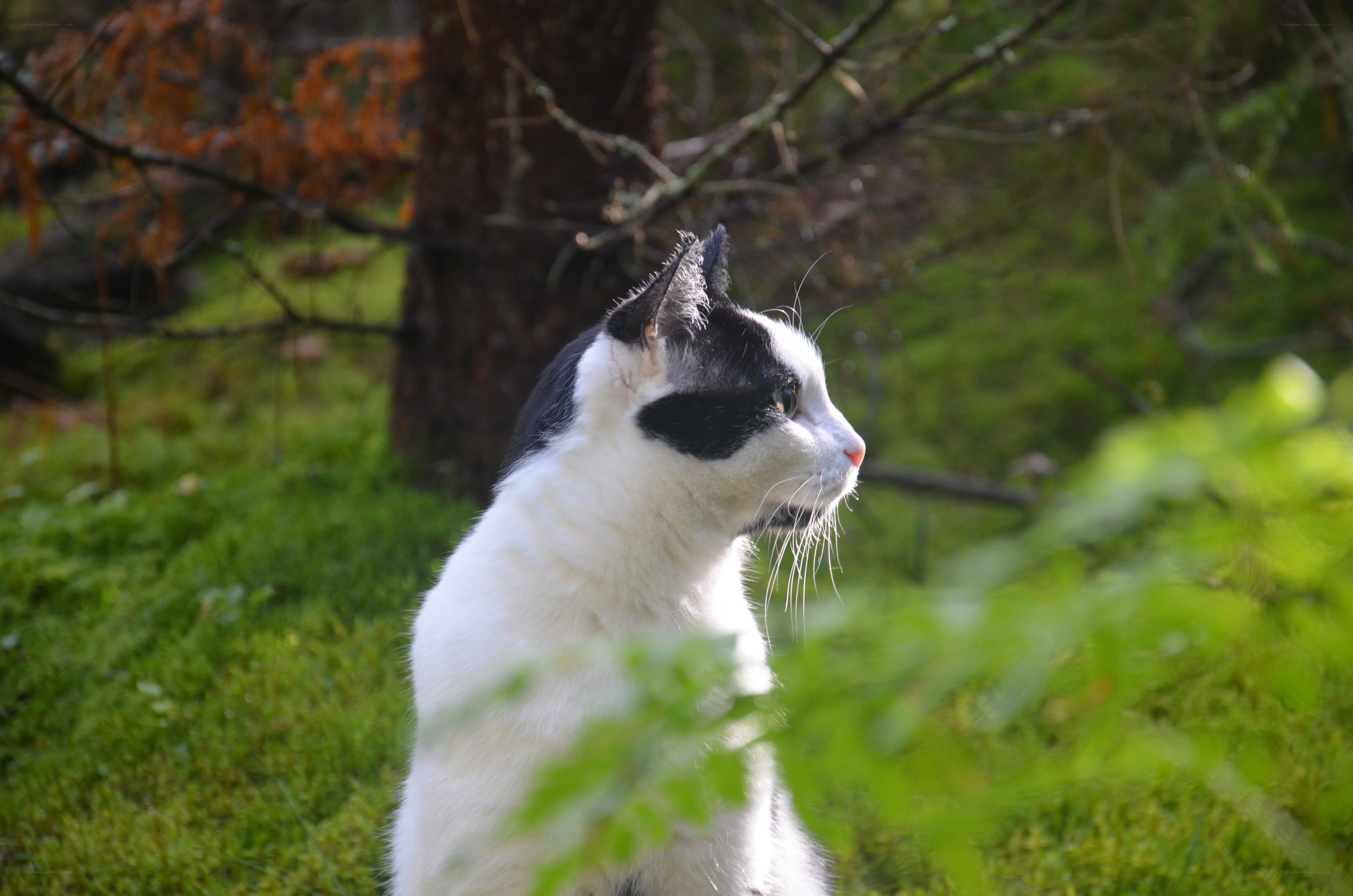 black and white cat in forest