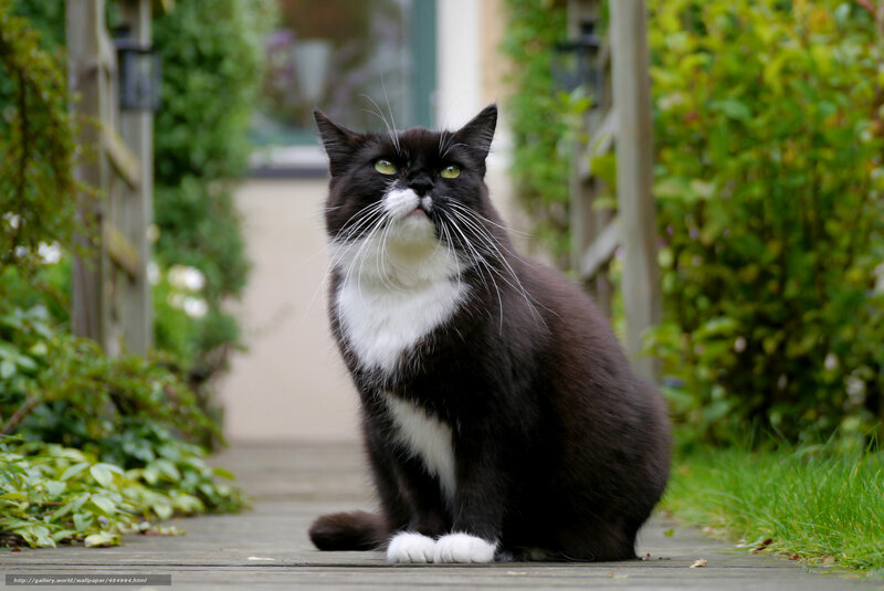 black and white cat in garden