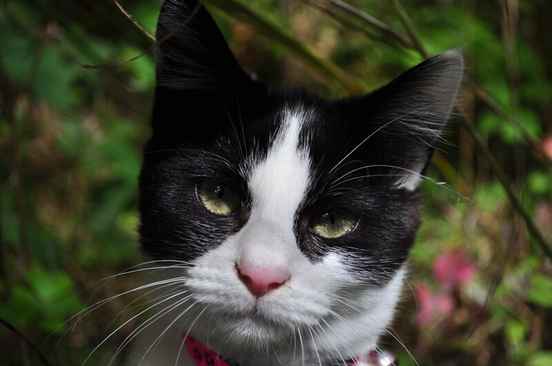 black and white cat in garden