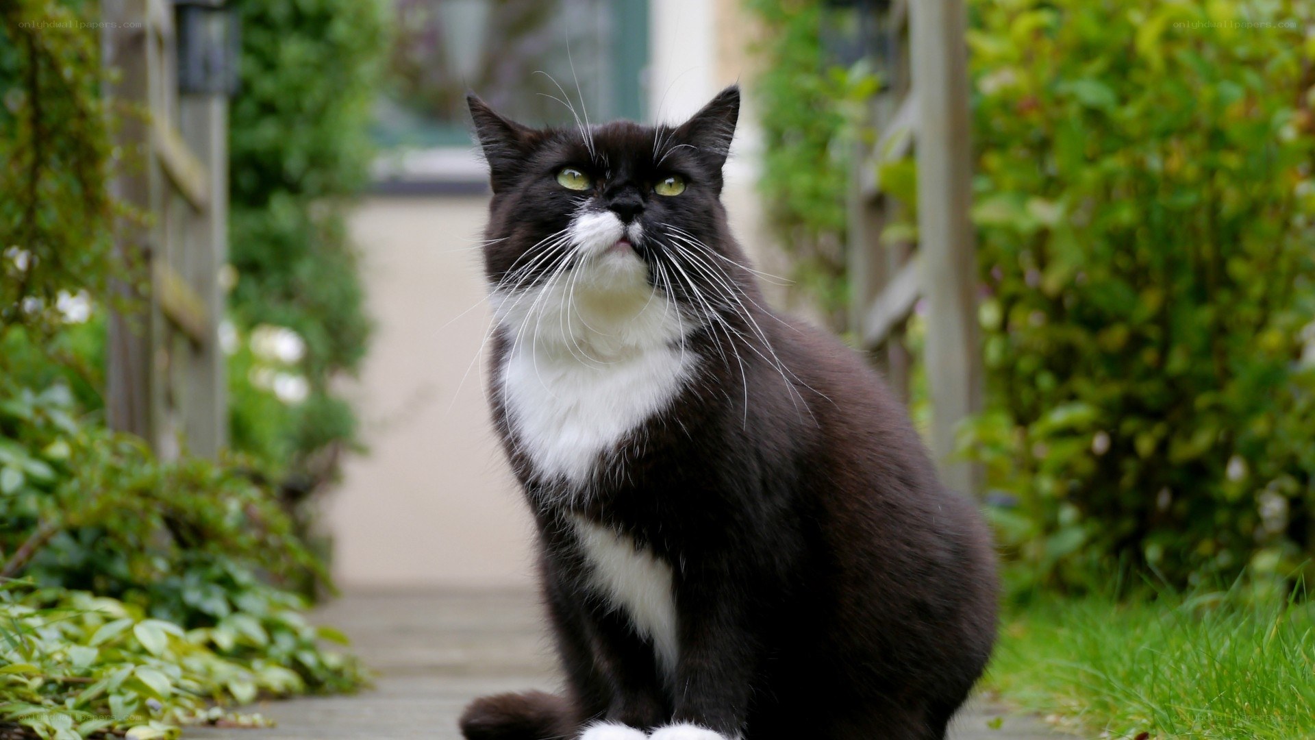 black and white cat in garden
