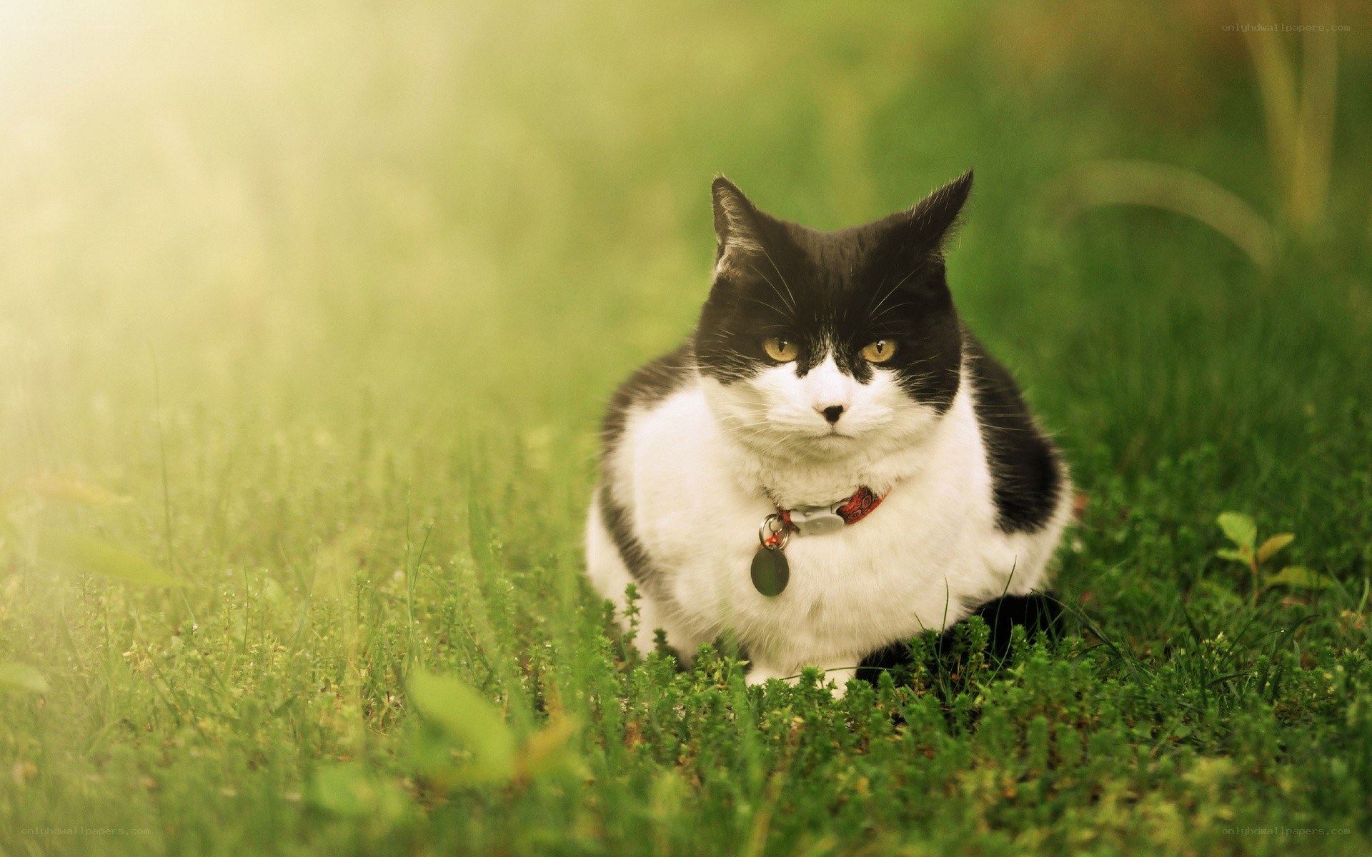 black and white cat in grass