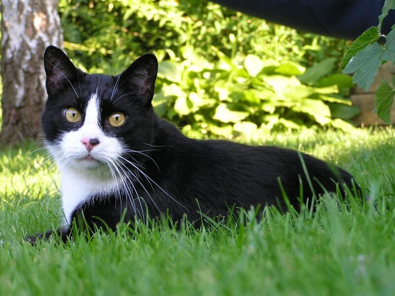 black and white cat in grass