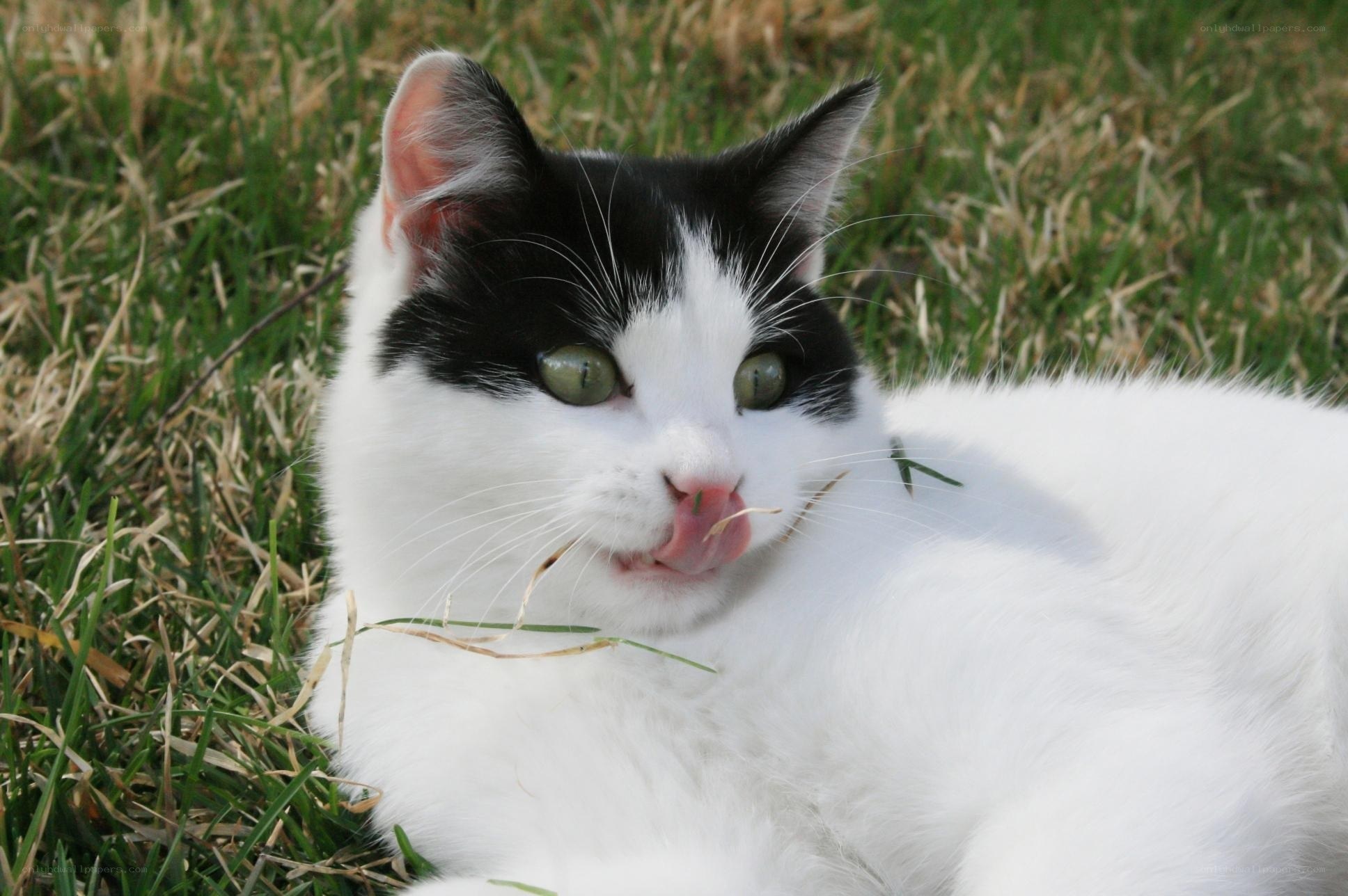 black and white cat in grass