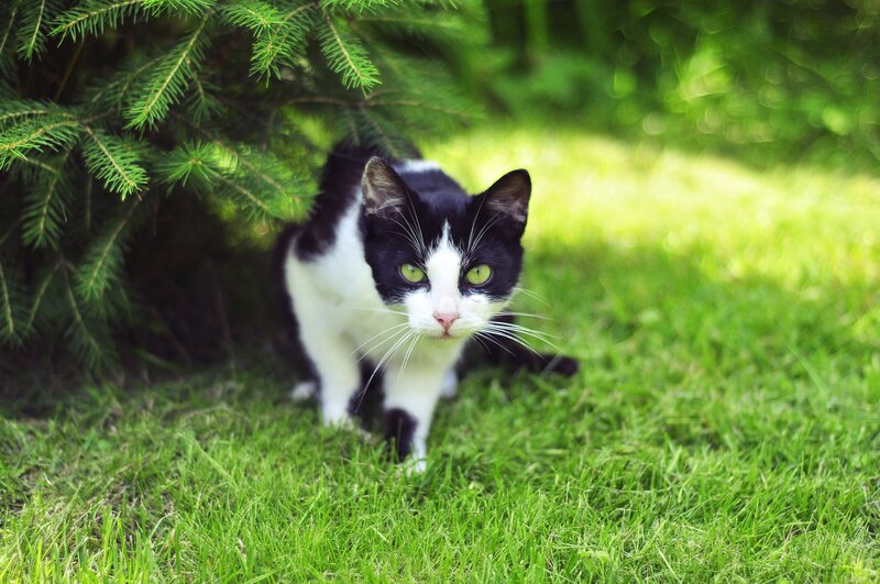 black and white cat in grass