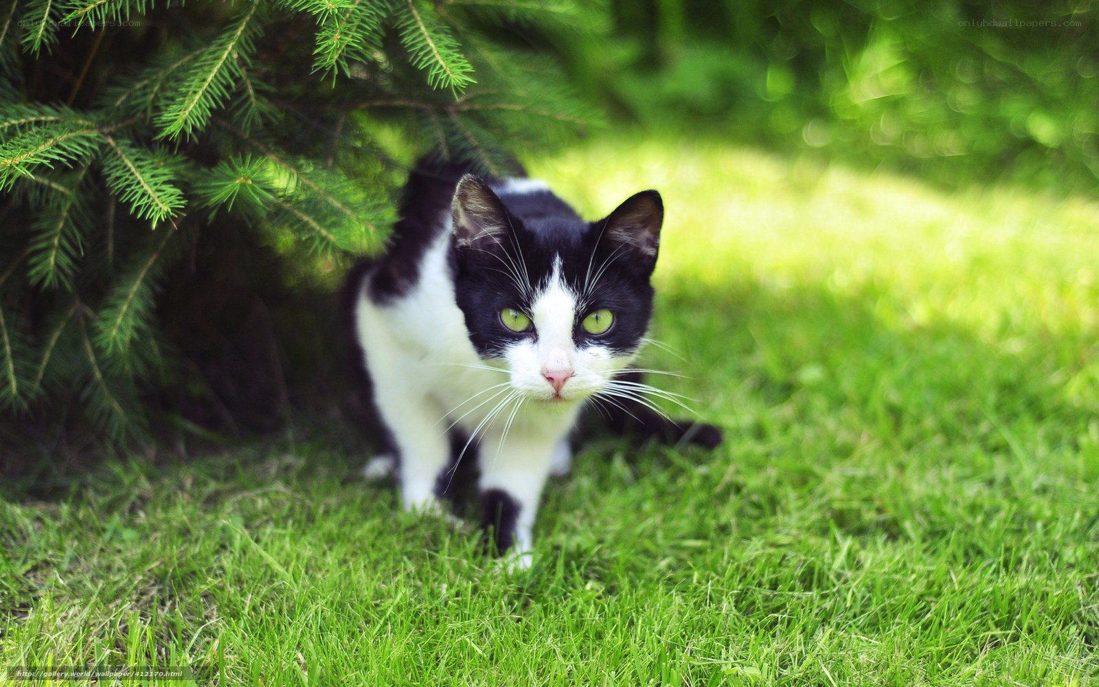 Black and white cat in grass