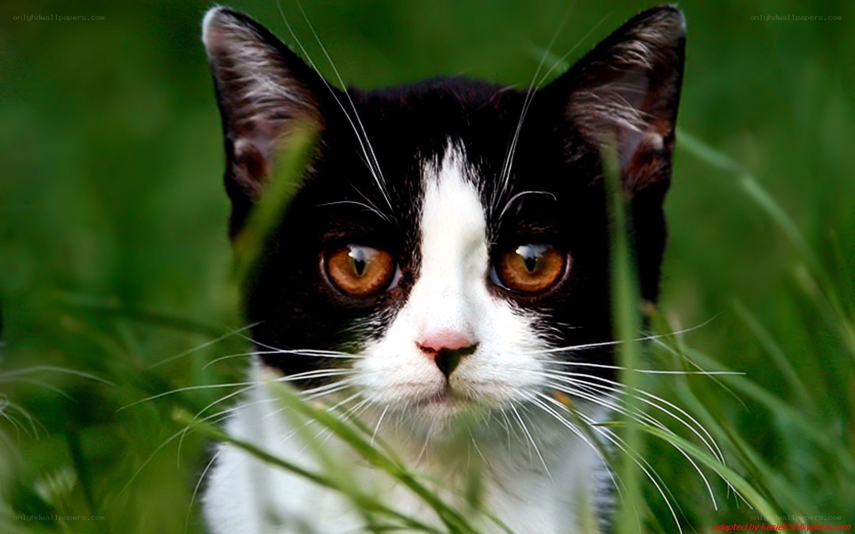 black and white cat in grass