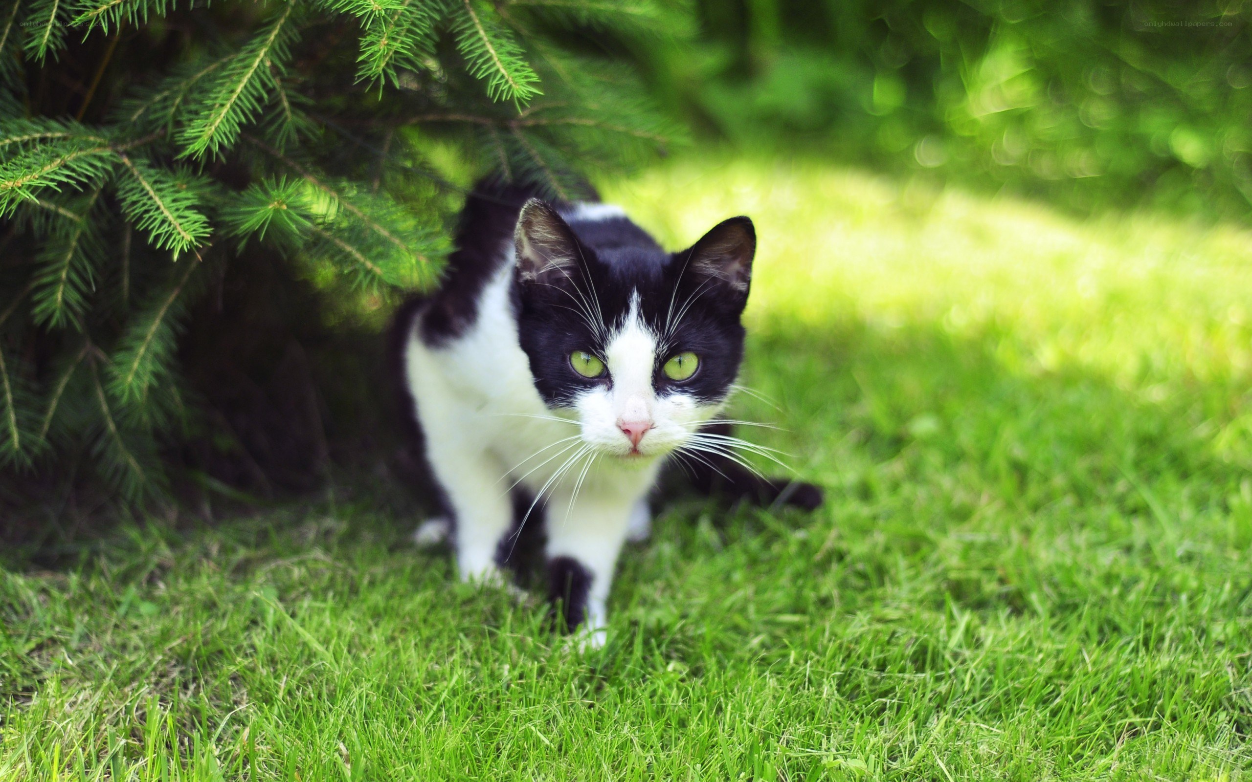 black and white cat in grass