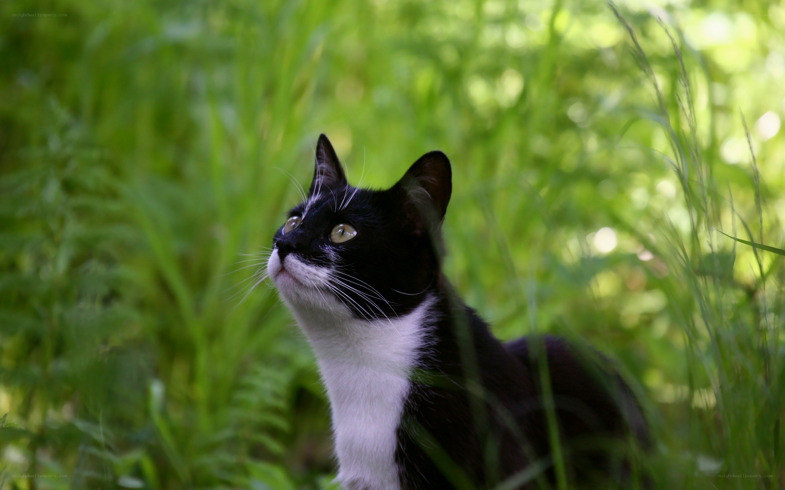 black and white cat in grass