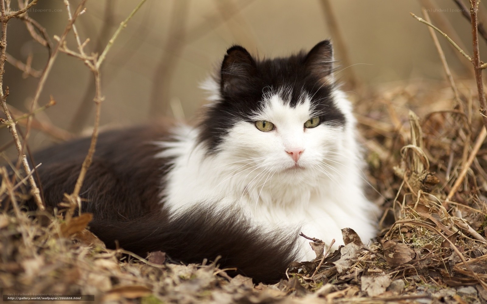 black and white cat in leaves