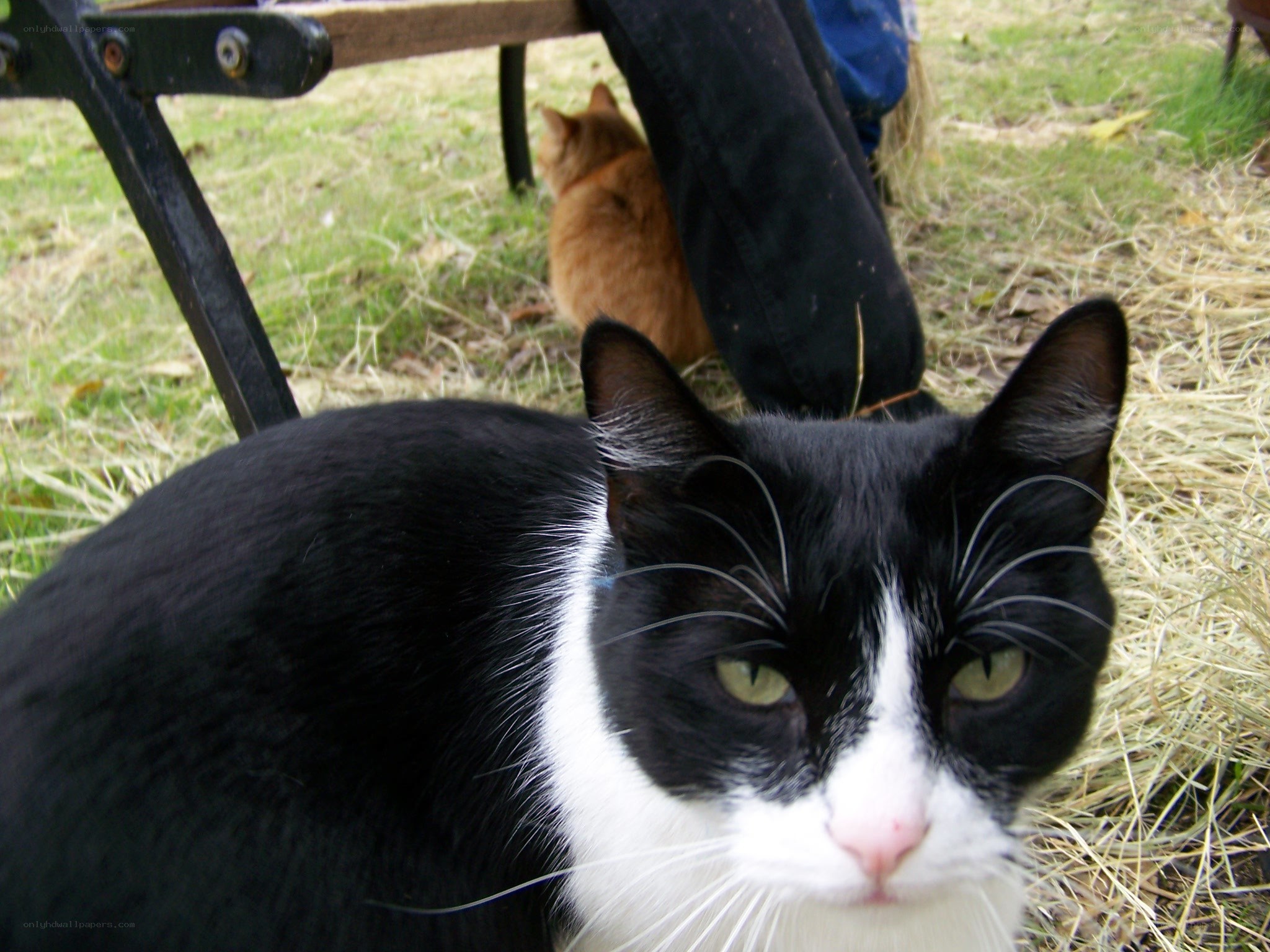 Black and white cat in park