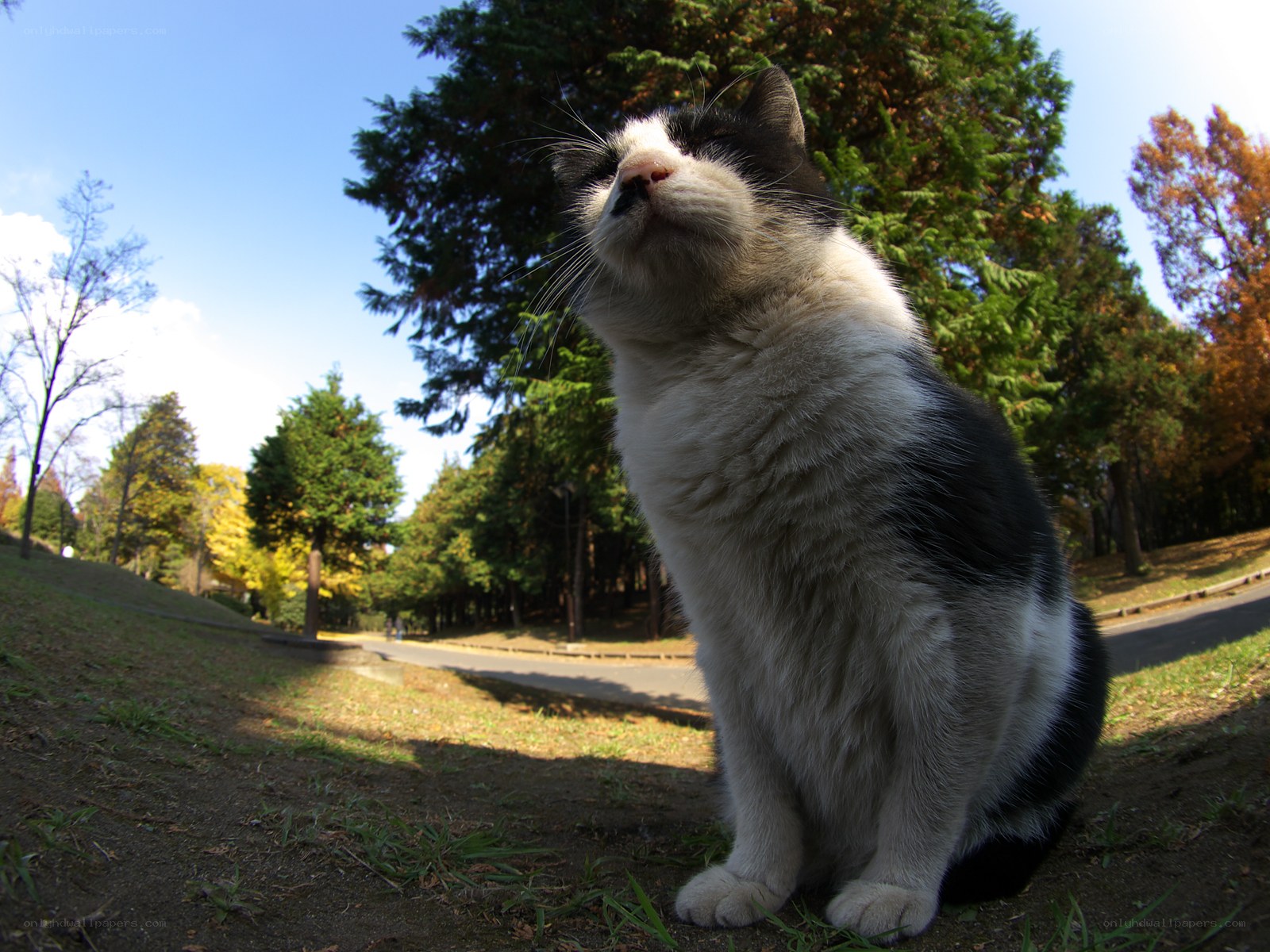 Black and white cat in park