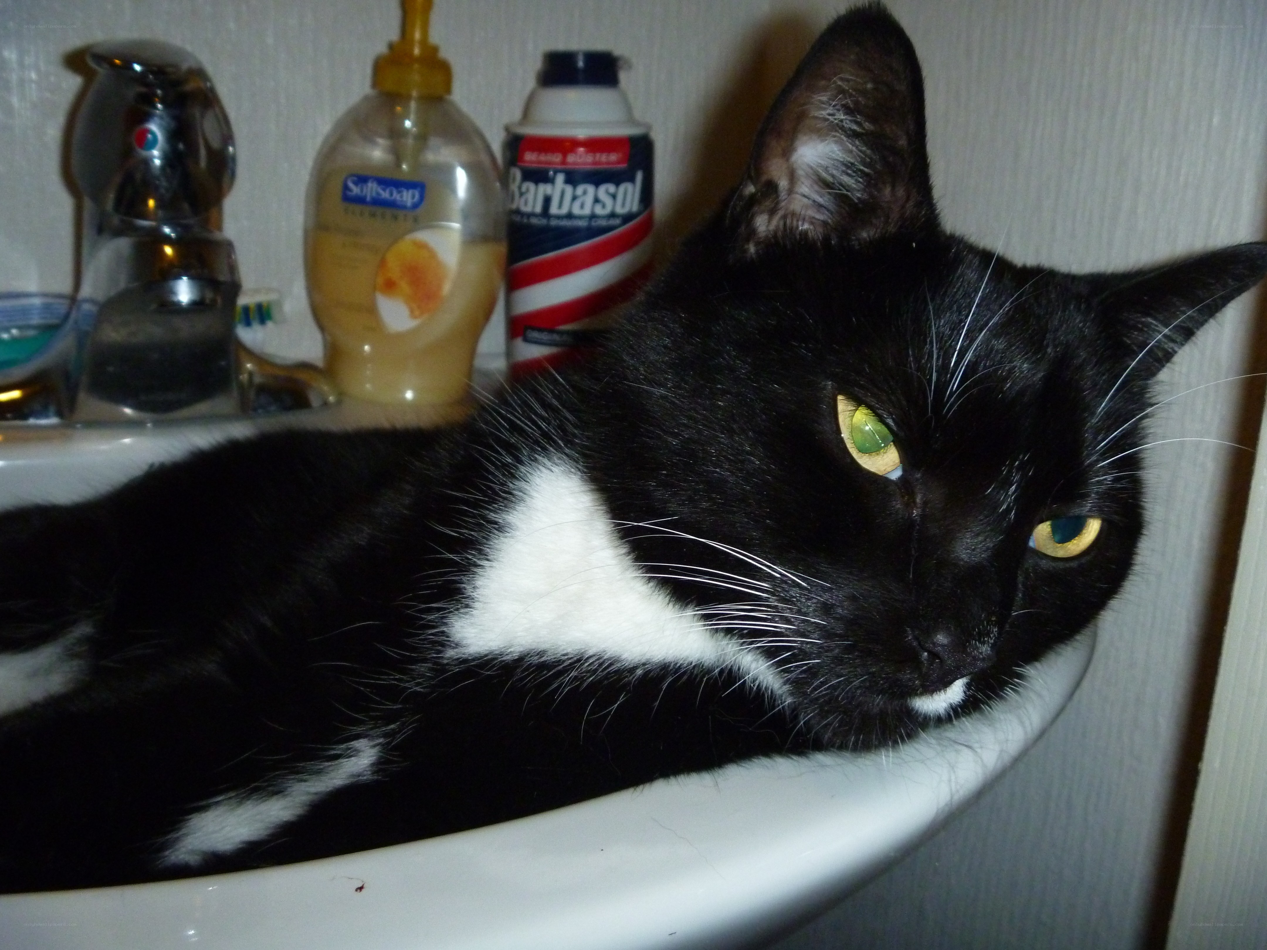 black and white cat in sink