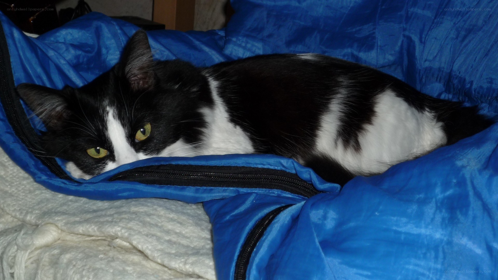 black and white cat in sleeping bag