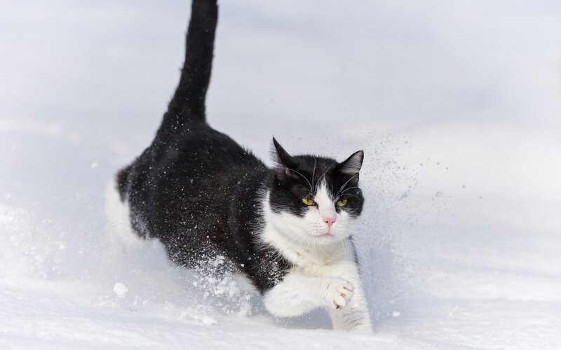 Black and white cat in snow