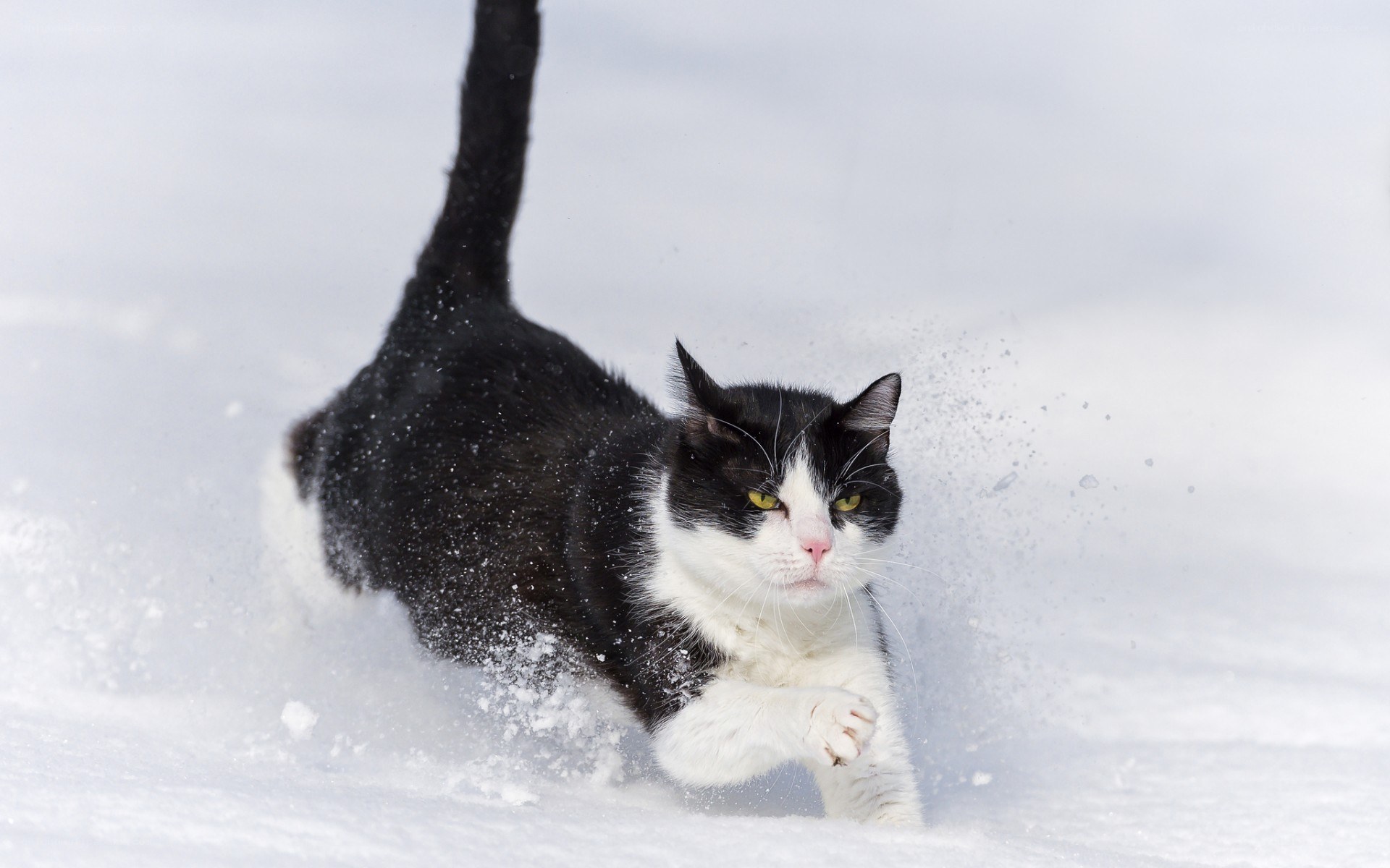 Black and white cat in snow