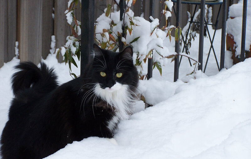 Black and White Cat in Snow — Calm