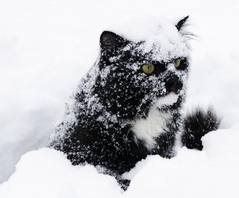 Black and White Cat in Snow — Cold