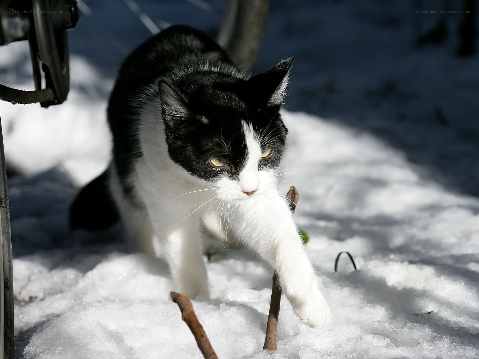 black and white cat in snow