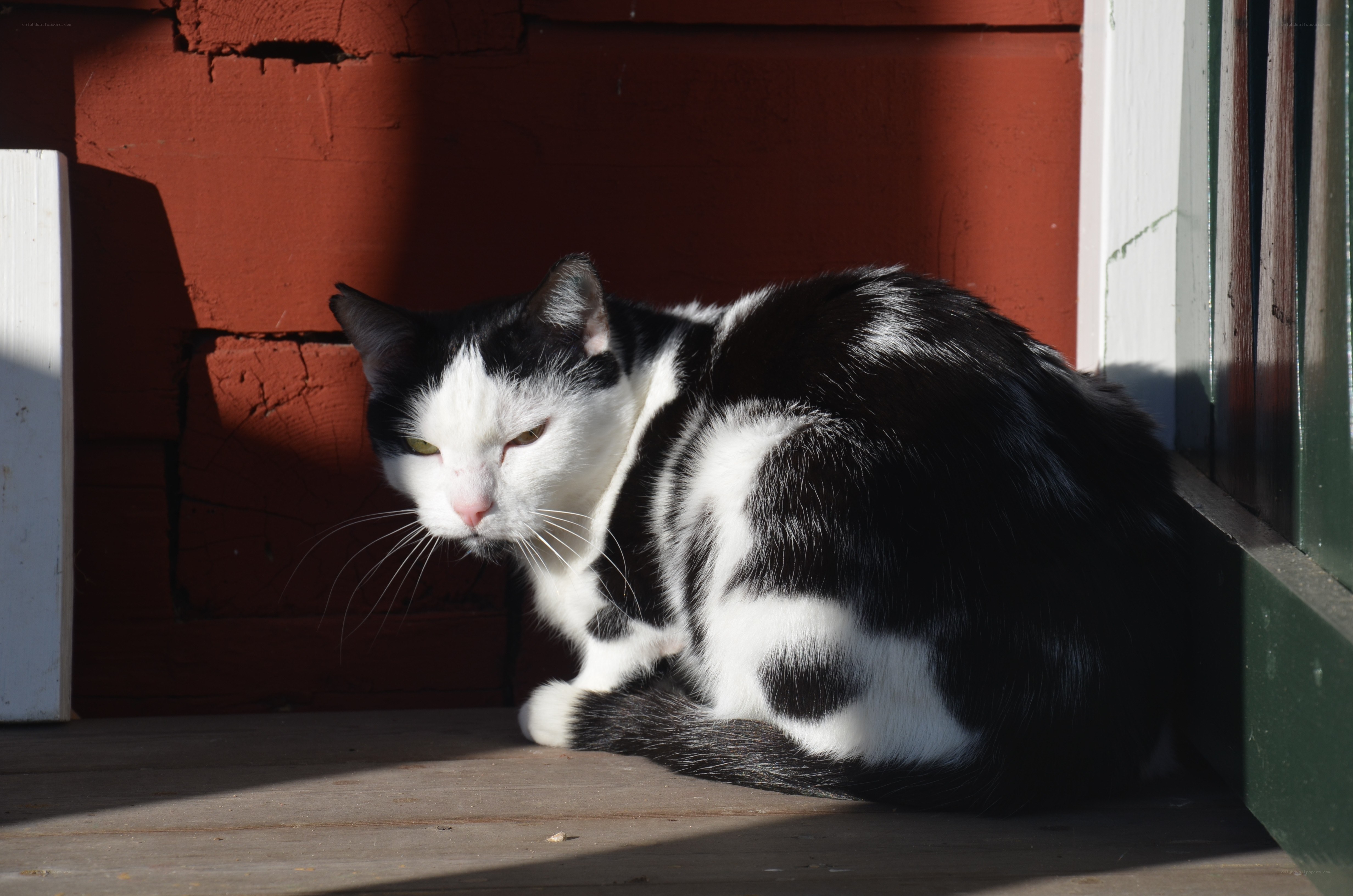 Black and white cat in sunlight