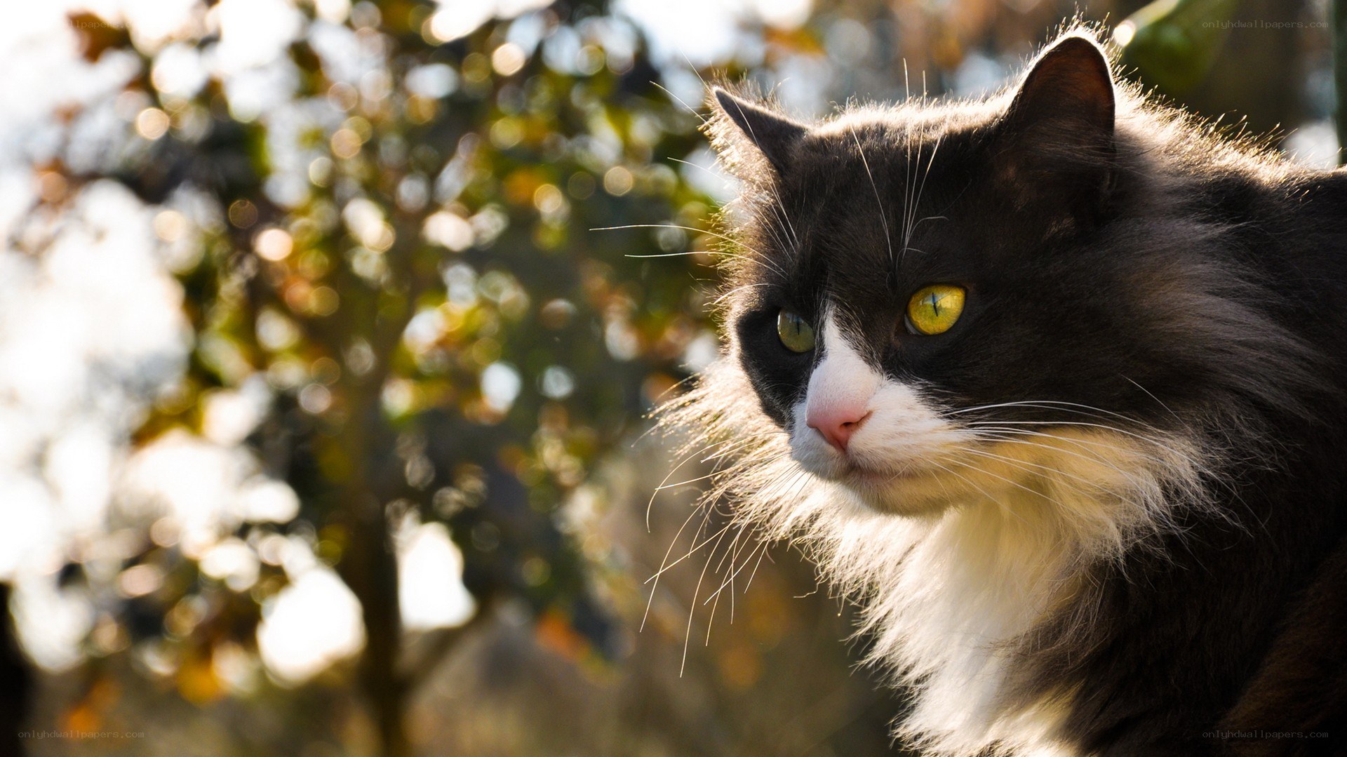 black and white cat in sunlight