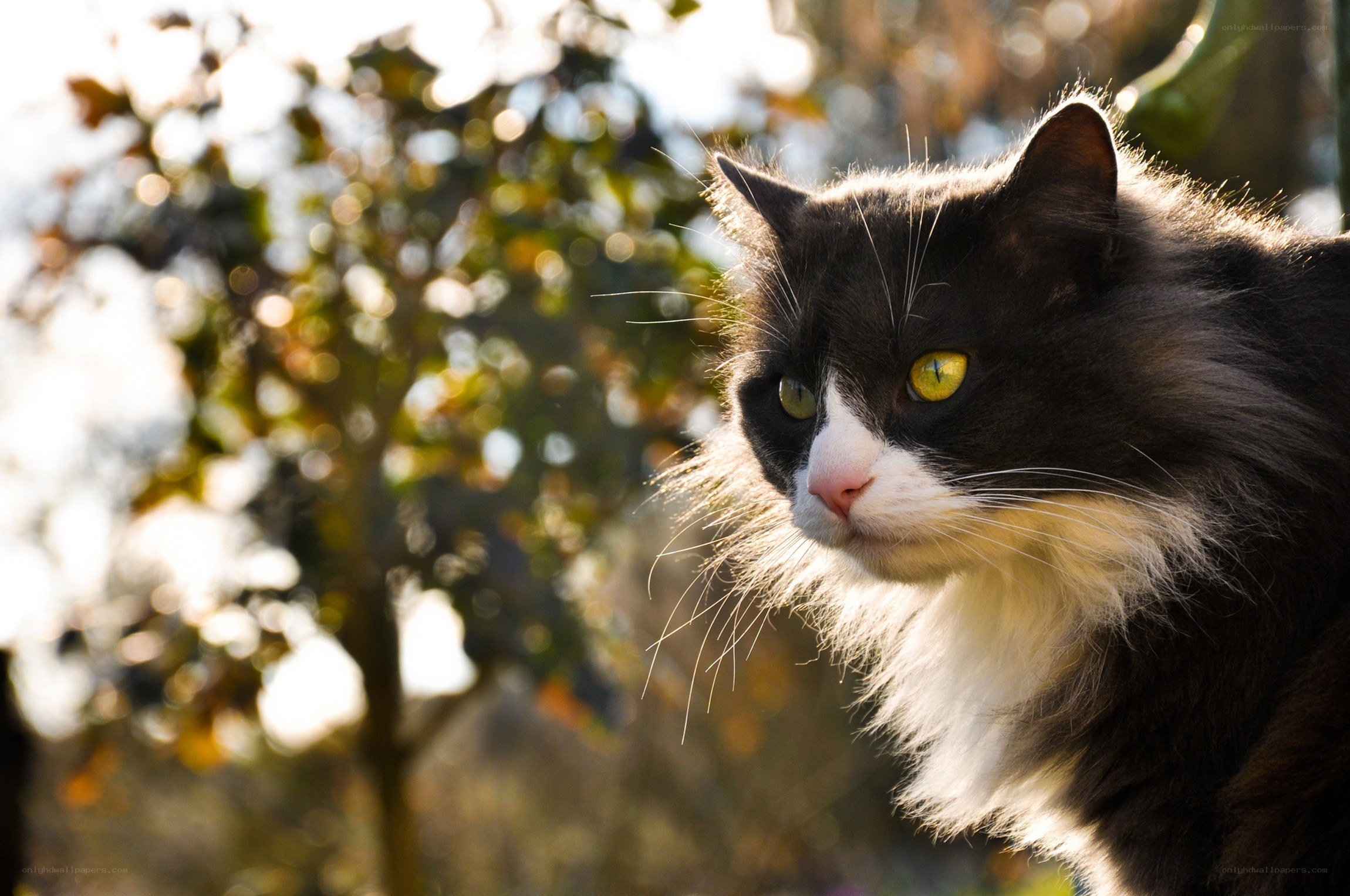 black and white cat in sunlight