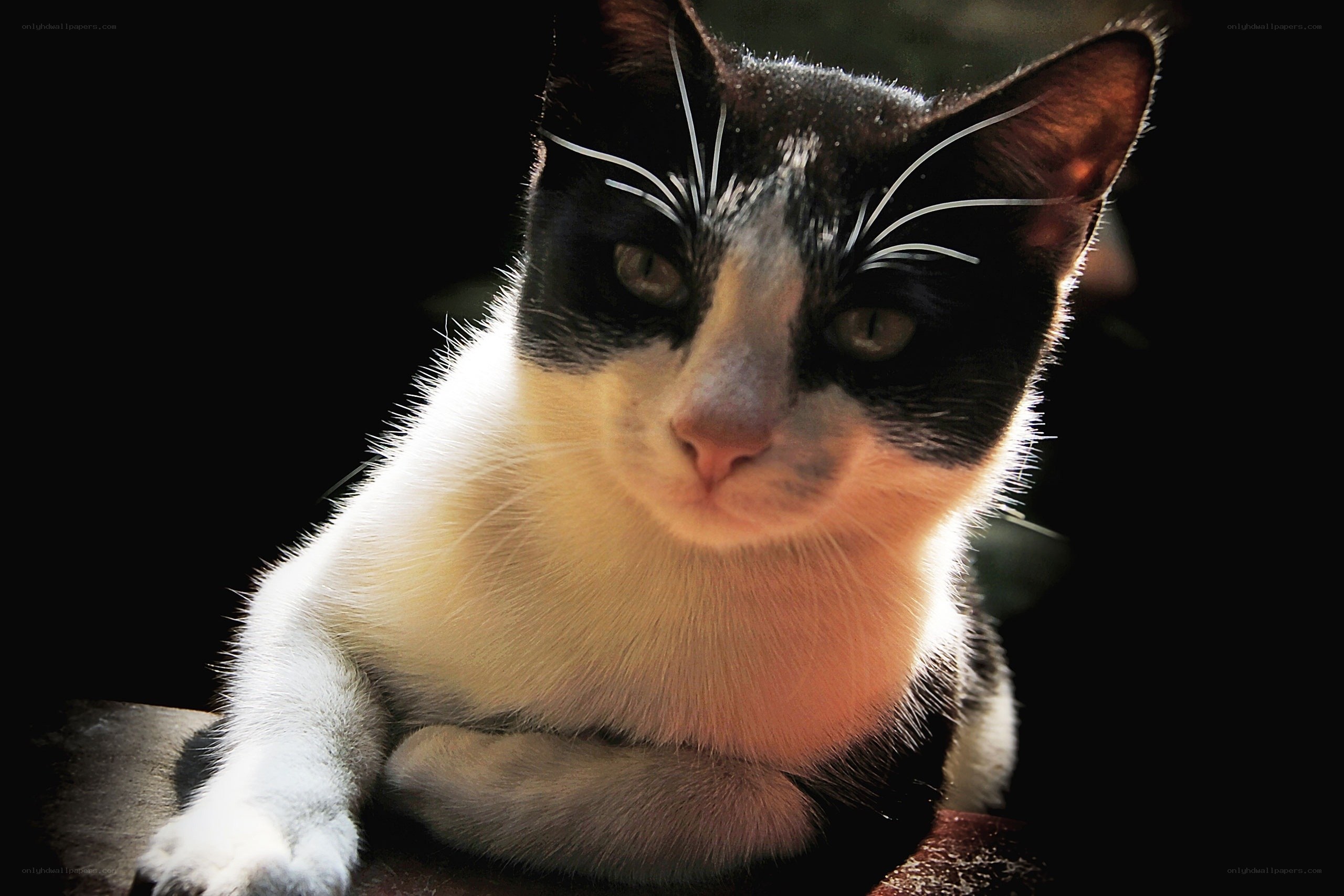 black and white cat in sunlight