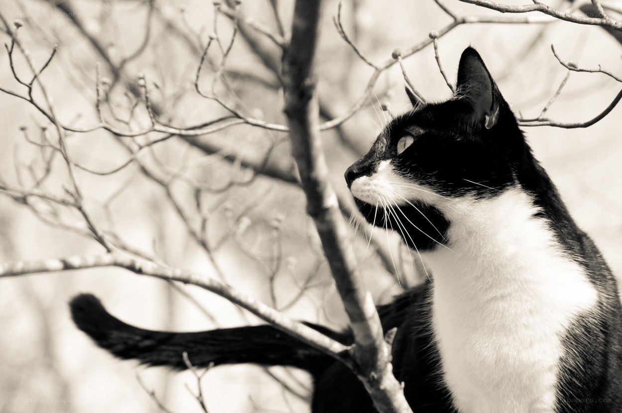 black and white cat in tree