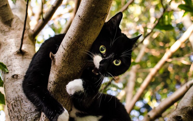Black and White Cat in Tree — Alert