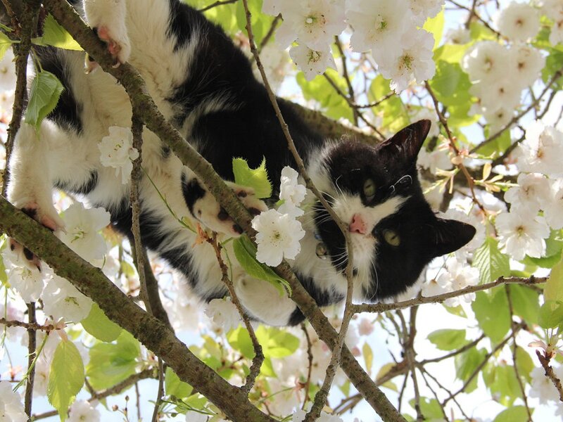 Black and White Cat in Tree — Calm, Spring