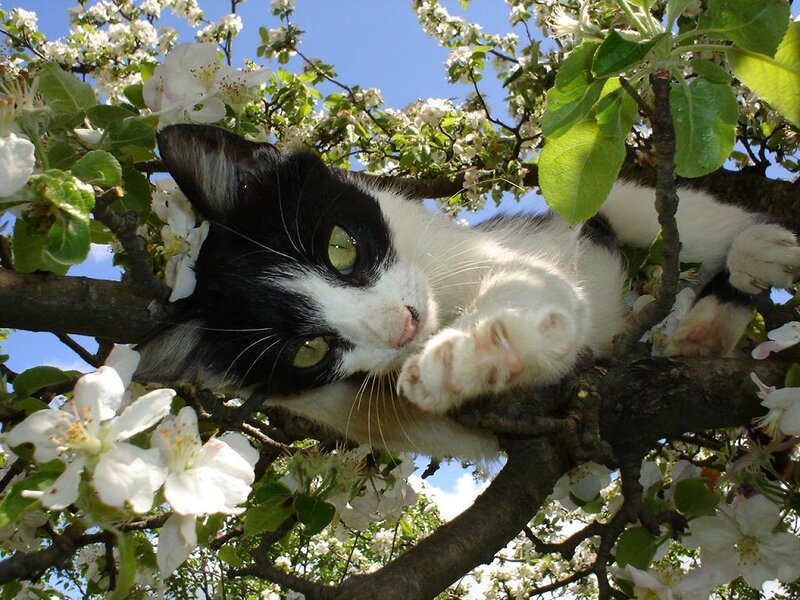 Black and White Cat in Tree — Calm