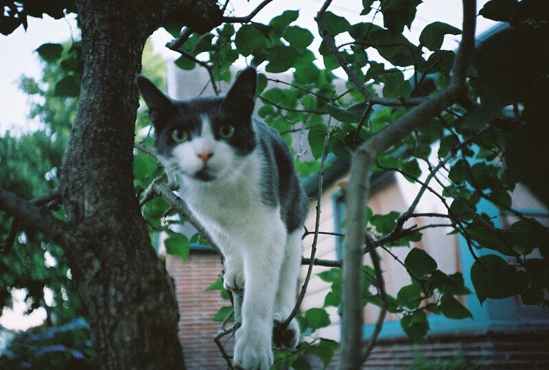 Black and White Cat in Tree — Green, Calm