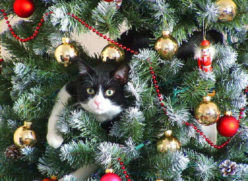 Black and White Cat in Tree — Green