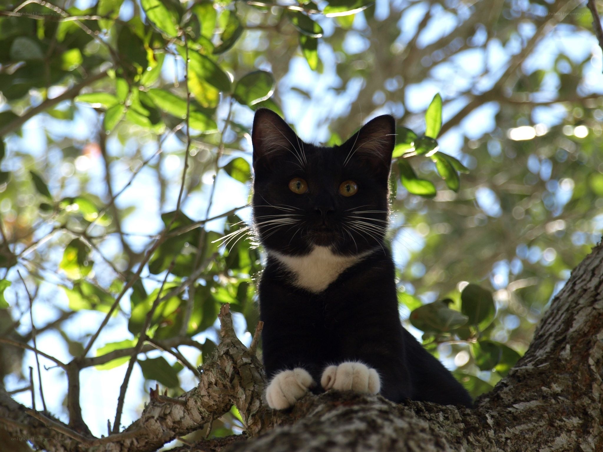 black and white cat in tree