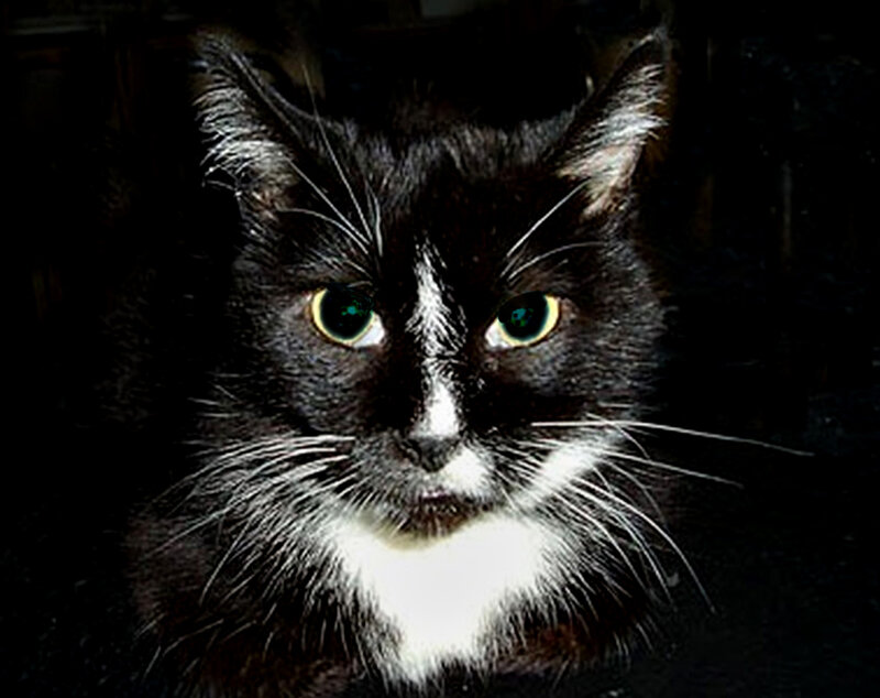 Black and White Cat — Intense, Night, Photograph