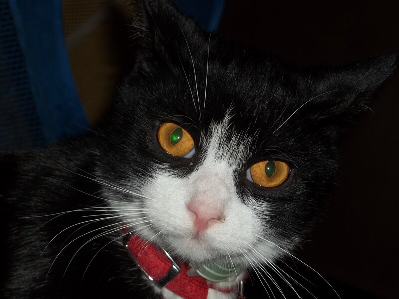 Black and White Cat — Intense, Night