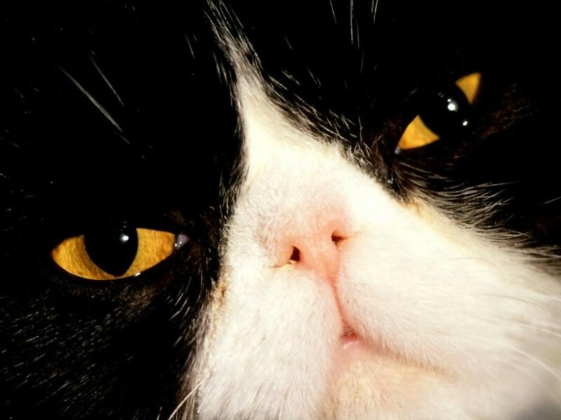 Black and White Cat — Intense, Photograph, Eyes