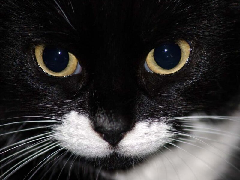 Black and White Cat — Intense, Photograph