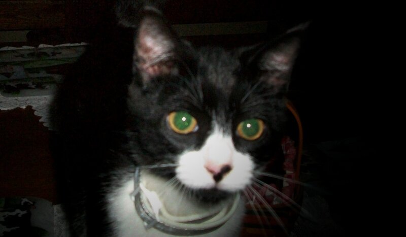 Black and White Cat — Intense
