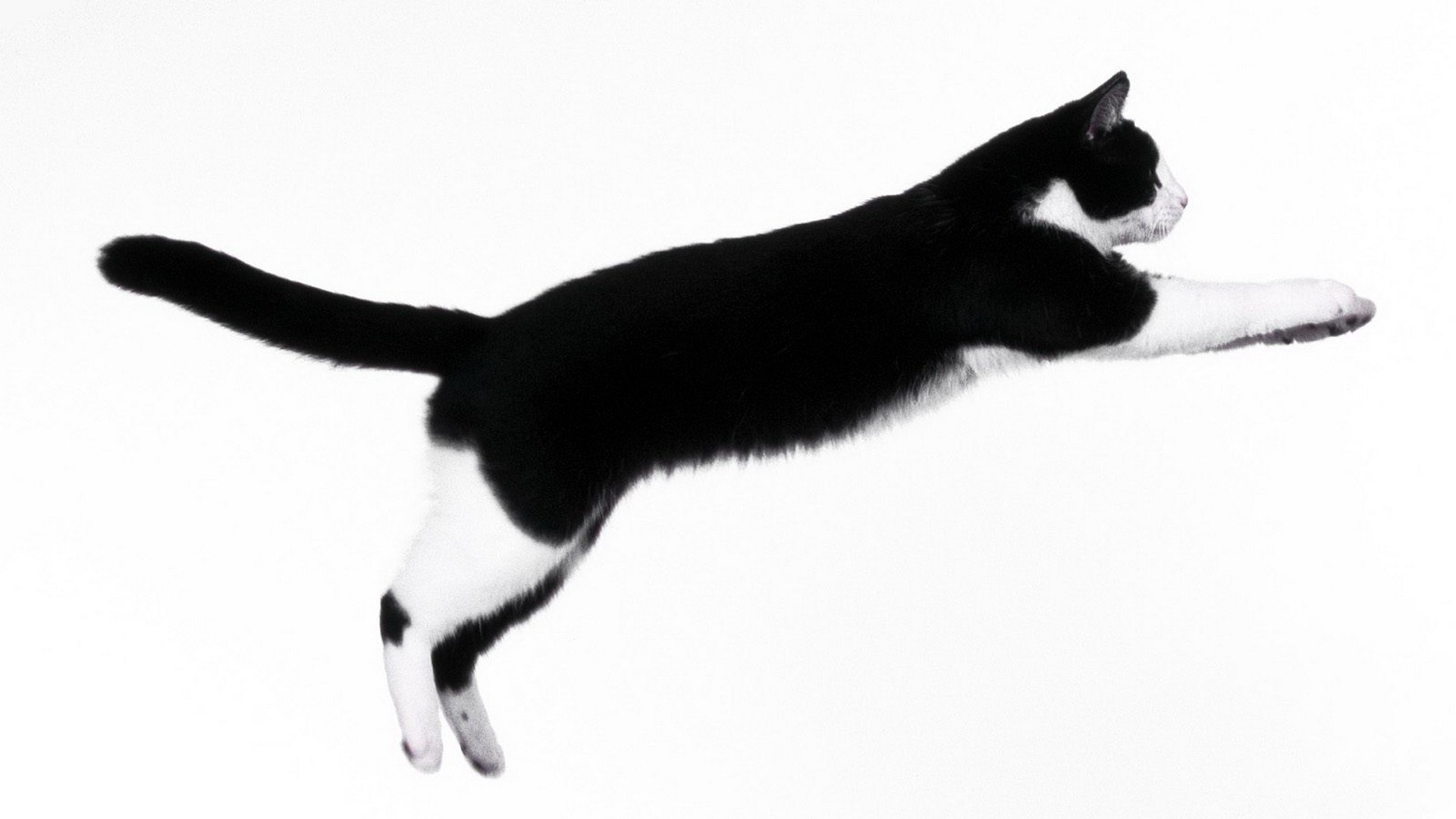 black and white cat jumping