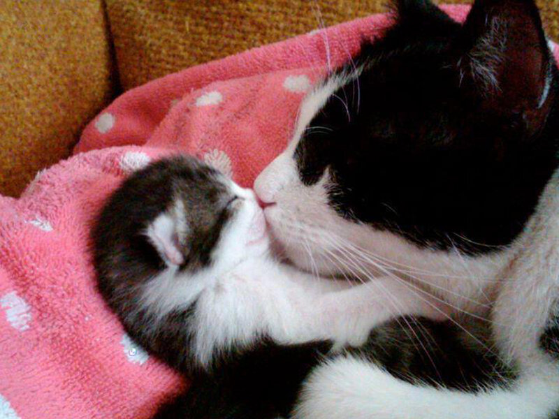 Black and White Cat Kissing Kitten
