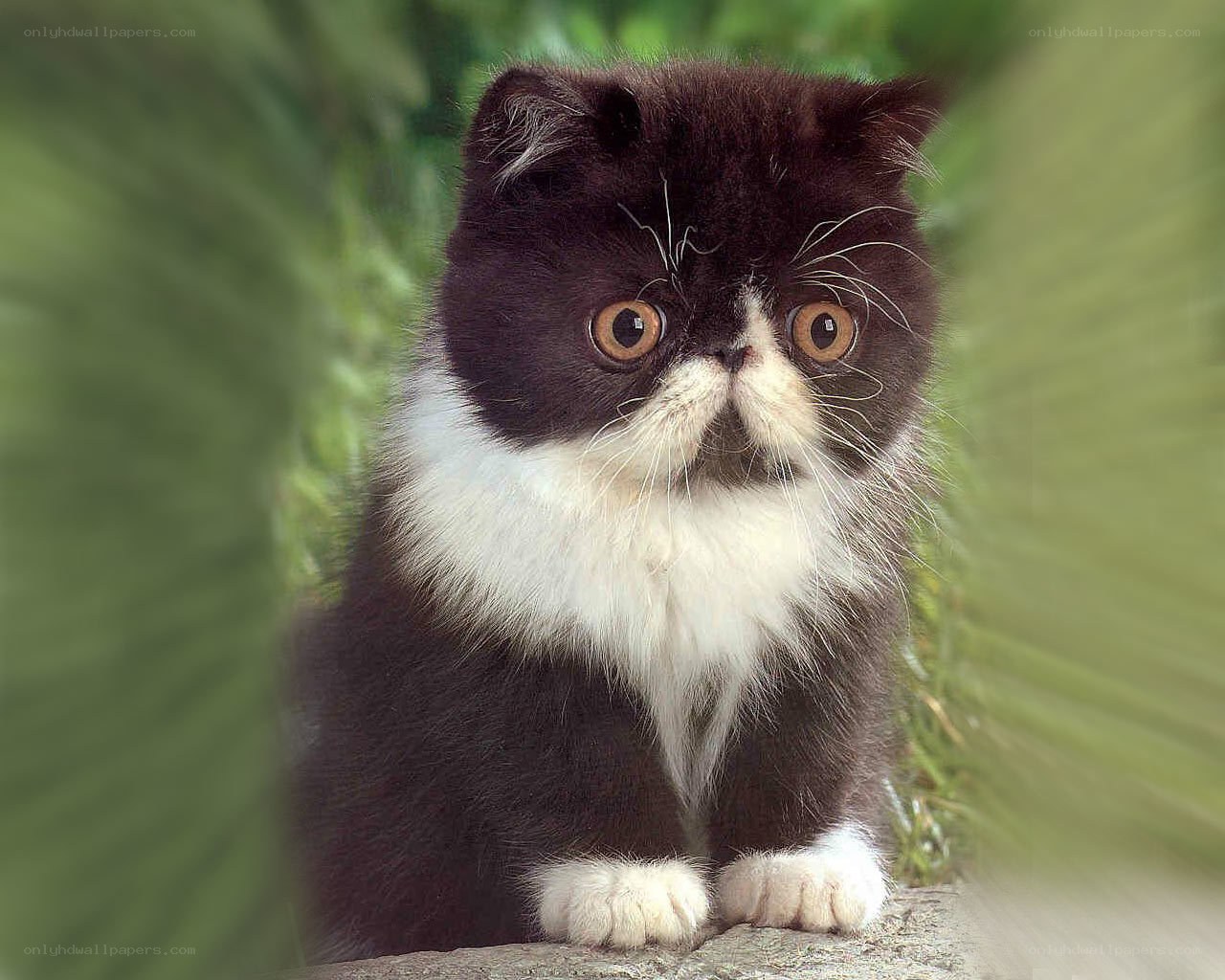 black and white cat kitten