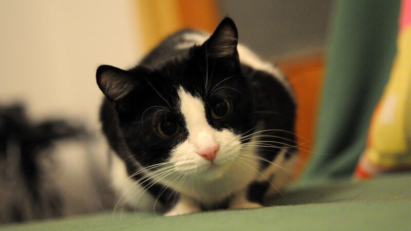 black and white cat looking at camera